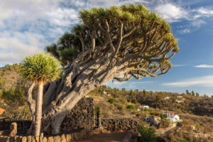 Puntagorda; La Palma