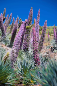 Puntagorda; La Palma